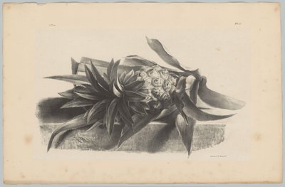 Piña
Estudios sobre flores y frutas (...) 3ª entrega (título de la serie) de Anton Weiss