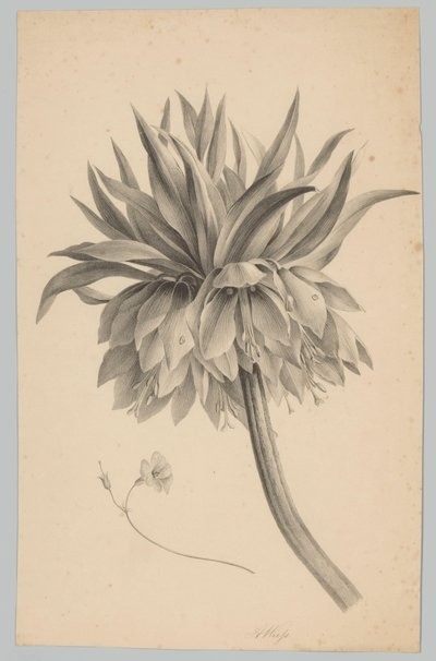 Flor en el tallo
Estudios de flores y frutas (...) 3er episodio (título de la serie) de Anton Weiss