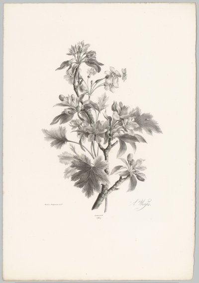 Flores en rama Estudios de flores y frutas (...) Décimo episodio (título de la serie) de Anton Weiss