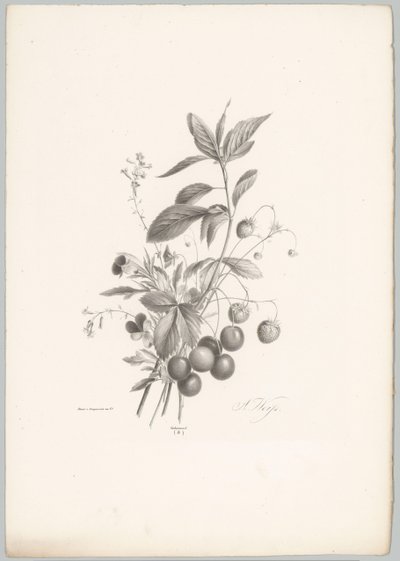 Flores, fresas y cerezas Estudios de flores y frutas (...) Décimo episodio (título de la serie) de Anton Weiss