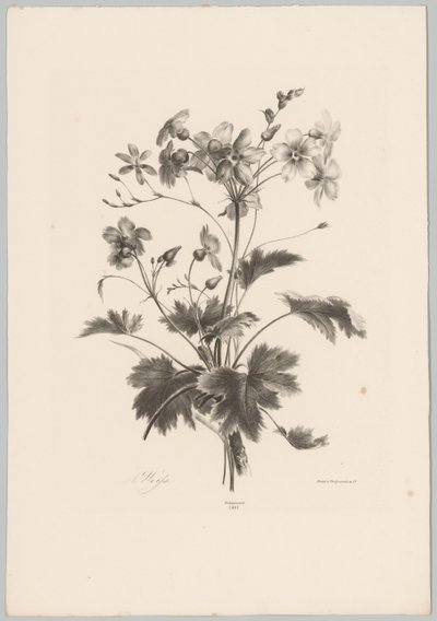 Flores con espinas Estudios de flores y frutas (...) Décimo episodio (título de la serie) de Anton Weiss
