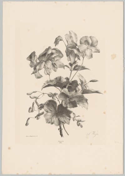 Varias flores Estudios de flores y frutas (...) Décimo episodio (título de la serie) de Anton Weiss