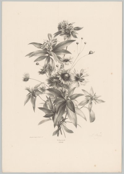 Varias flores Estudios de flores y frutas (...) Décimo episodio (título de la serie) de Anton Weiss
