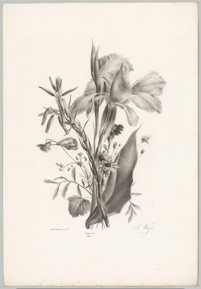 Varias flores Estudios de flores y frutas (...) Décimo episodio (título de la serie) de Anton Weiss