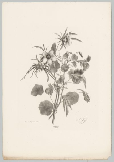 Varias flores Estudios de flores y frutas (...) Décimo episodio (título de la serie) de Anton Weiss