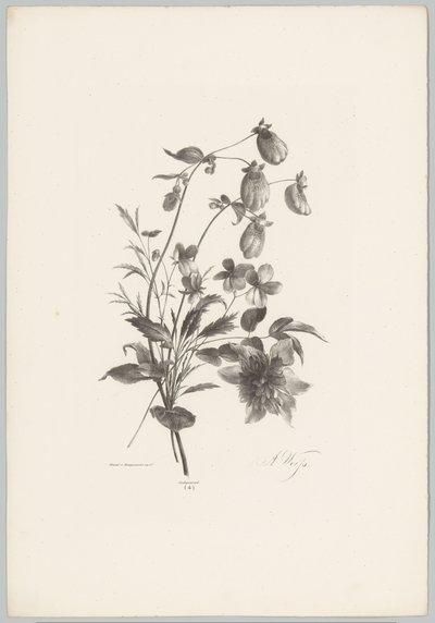 Varias flores Estudios de flores y frutas (...) Décimo episodio (título de la serie) de Anton Weiss