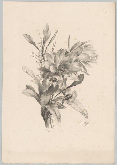 Varias flores Estudios de flores y frutas (...) Décimo episodio (título de la serie) de Anton Weiss
