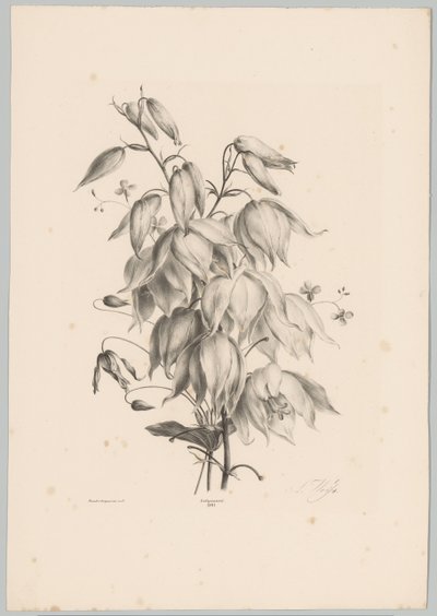 flores colgantes Estudios de flores y frutas (...) Décimo episodio (título de la serie) de Anton Weiss