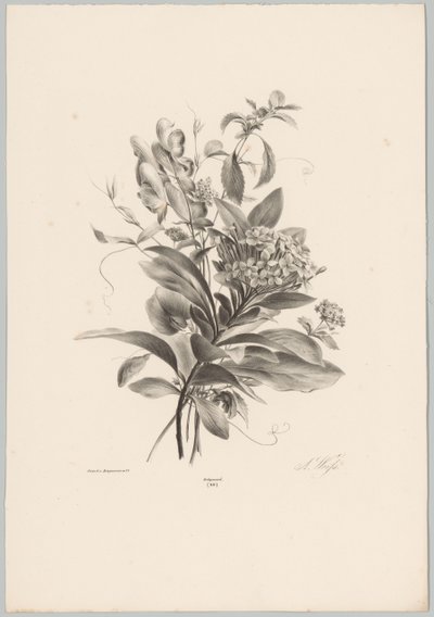 hortensias y otras flores Estudios de flores y frutas (...) Décimo episodio (título de la serie) de Anton Weiss