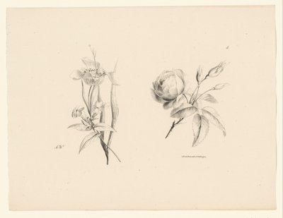 Rosa y otras flores
Flores y frutas (título de la serie) de Anton Weiss