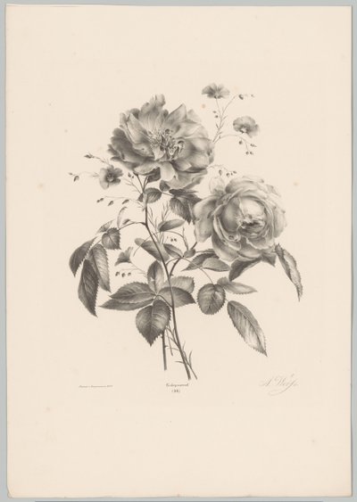 Rosa y flor de clavel Estudios de flores y frutas (...) Décimo episodio (título de la serie) de Anton Weiss