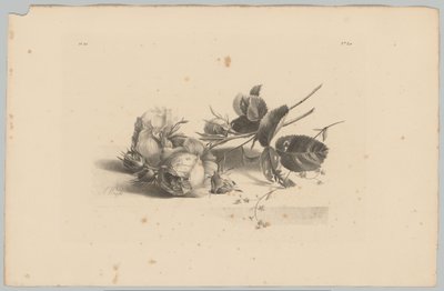 Rosas
Estudios sobre flores y frutas (...) 3ª entrega (título de la serie) de Anton Weiss