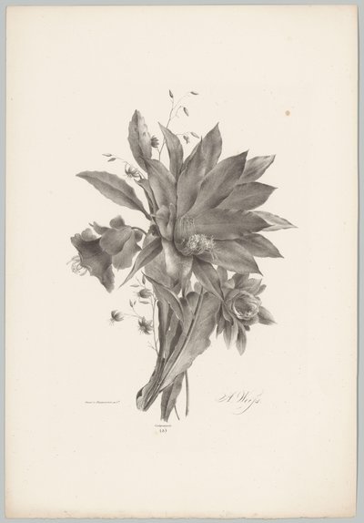 Flores en forma de estrella y campana Estudios de flores y frutas (...) Décimo episodio (título de la serie) de Anton Weiss