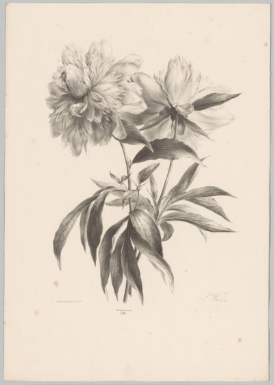 dos flores Estudios de flores y frutas (...) Décimo episodio (título de la serie) de Anton Weiss