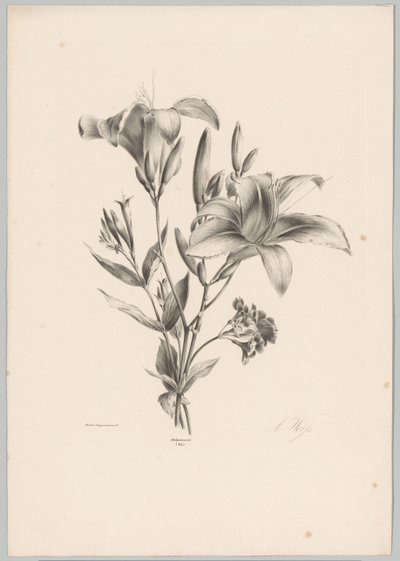 dos lirios Estudios de flores y frutas (...) Décimo episodio (título de la serie) de Anton Weiss