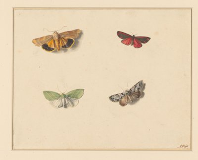 Cuatro mariposas de Anton Weiss