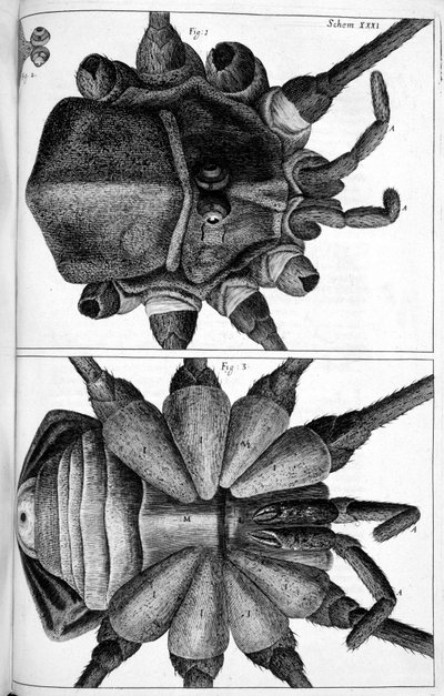 Microscopía de Frederick (attr. to) Barnard