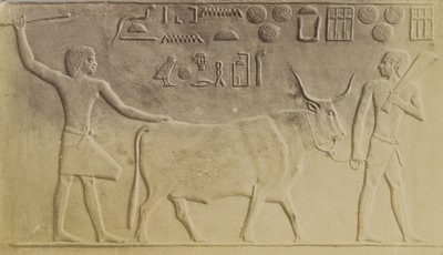 Toro sagrado en Saqqara de Antonio Beato