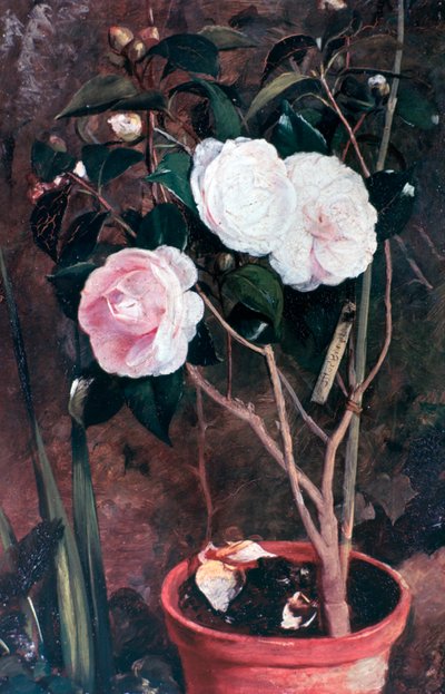 Camelias, siglo XIX de Antonio Maria Fabres y Costa