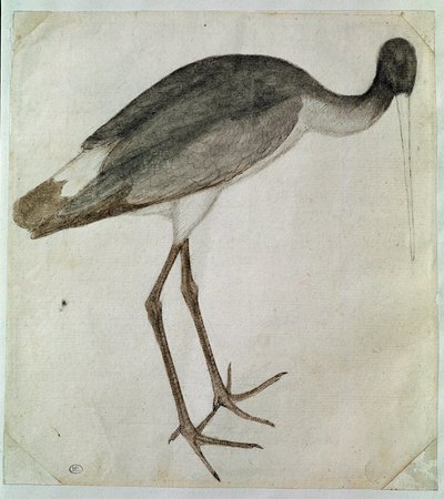 Una cigüeña negra de pie, mirando hacia la derecha. Dibujo por Antonio di Puccio Pisano dit Pisanello (antes de 1395-1455). Tinta marrón, lavado marrón, lavado gris, piedra negra, pluma. Dim: 20,8x18,7cm. Louvre, Gabinete de dibujos de Antonio Pisanello