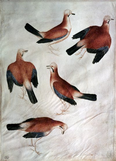 Cinco arrendajos, del Álbum Vallardi de Antonio Pisanello