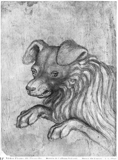 Cabeza de un perro, del Álbum Vallardi de Antonio Pisanello