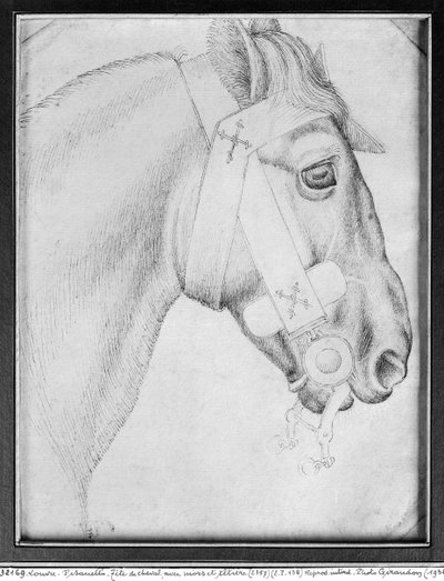 Cabeza de un caballo, del Álbum Vallardi de Antonio Pisanello