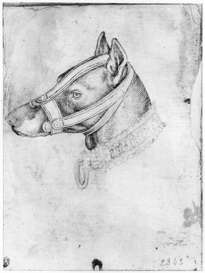 Cabeza de un perro con bozal, del Álbum Vallardi de Antonio Pisanello