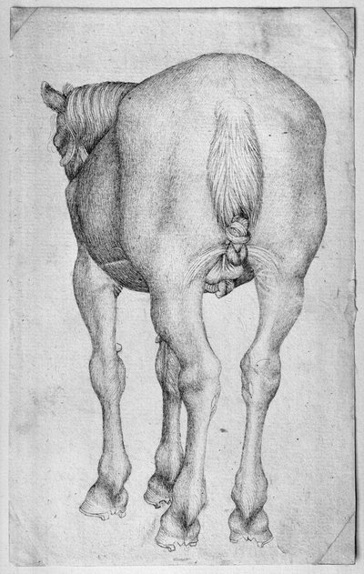 Caballo, del Álbum Vallardi de Antonio Pisanello