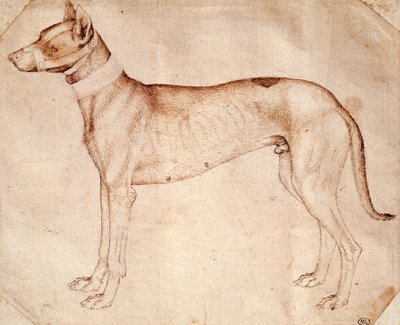 Estudio de perro de caza de Antonio Pisanello