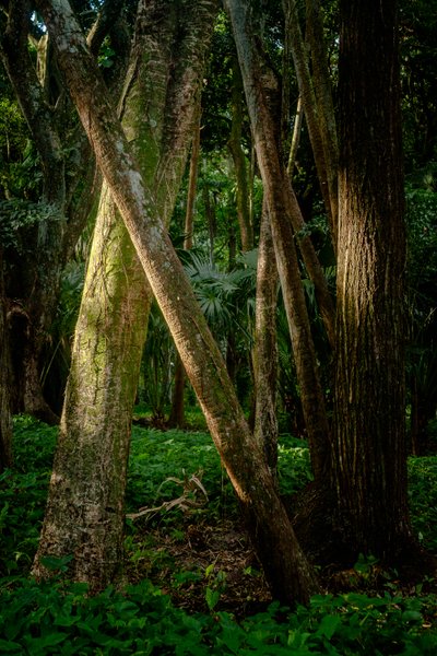 Afernoon, Selva de Tijuca, Brasil, 2022 (foto) de Antonio Schubert