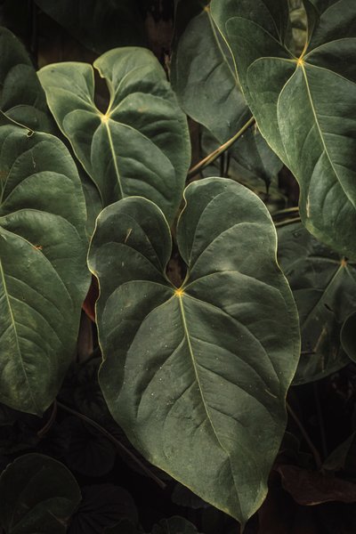 Anthurium Andraeanum V, 2024 (fotografía digital) de Antonio Schubert
