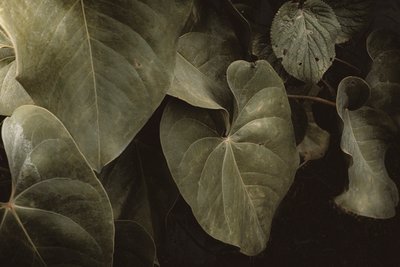 Anthurium Andraeanum, XVI e, Petrópolis, Río de Janeiro, Brasil, 2025 (fotografía) de Antonio Schubert