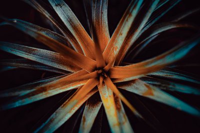 Bromelioideae, 2015 (foto digital) de Antonio Schubert