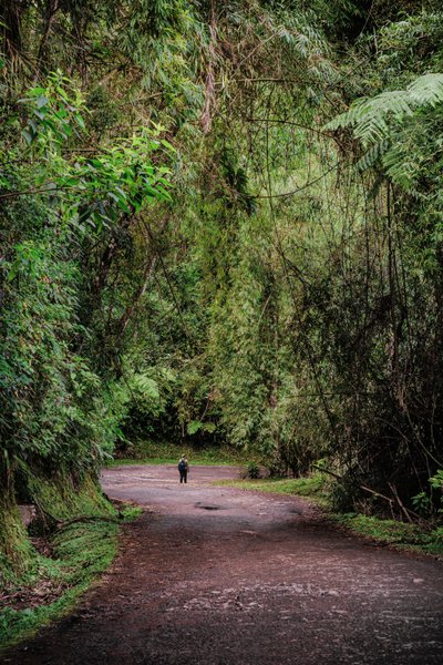 Mantiqueira XLIII, 2015 (fotografía digital) de Antonio Schubert