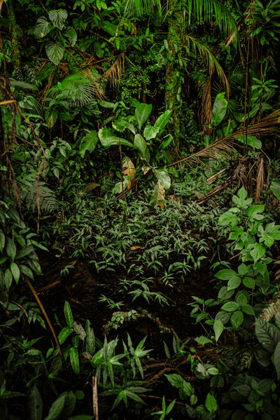 Mantiqueira XLIV, 2015 (fotografía digital) de Antonio Schubert