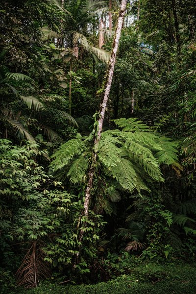 Mantiqueira XXXIV, 2015 (fotografía digital) de Antonio Schubert
