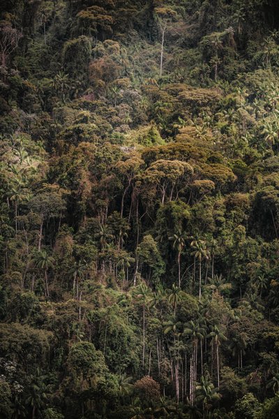 Mantiqueira XXXV, 2015 (fotografía digital) de Antonio Schubert