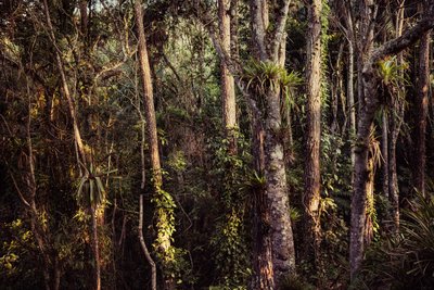 Selva tropical IV, 2021 (foto) de Antonio Schubert