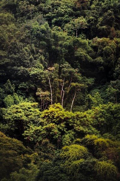Selva tropical IX, 2018 (foto digital) de Antonio Schubert