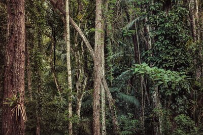 Selva tropical V, 2021 (fotografía digital) de Antonio Schubert