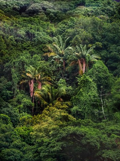 Floresta de Tijuca XXXII, 2018 (fotografía digital) de Antonio Schubert