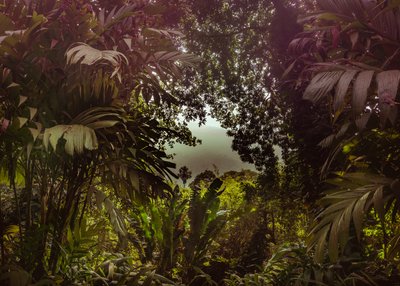 Floresta de Tijuca XXXVII, 2024 (fotografía digital) de Antonio Schubert