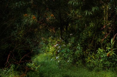 Trails, 2015 (foto digital) de Antonio Schubert