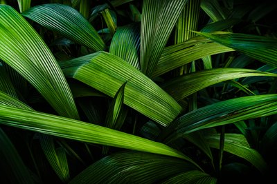 Jardines Tropicales II, Río de Janeiro, Brasil, 2024 (fotografía) de Antonio Schubert