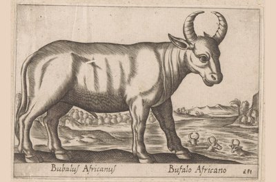 búfalo africano Bubalus Africanus/ Bufalo Africano (título sobre objeto) Animales y criaturas míticas (título de serie) Nova raccolta de li animali piu curiosi del mondo (título de la serie) de Antonio Tempesta
