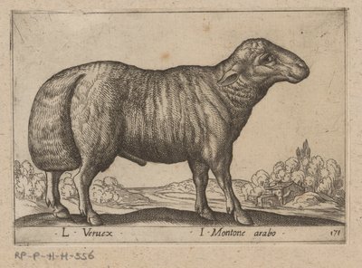 Arabisch schaap
L Veruex/ I Carnero árabe (título en el objeto)
Dieren en fabelwezens (título de la serie)
Nova raccolta de li animali più curiosi del mondo (título de la serie) de Antonio Tempesta