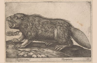 Beber Hipopótamo (título sobre objeto) Dieren en fablewezens (título de la serie) Nova raccolta de li animali piu curiosi del mondo (título de la serie) de Antonio Tempesta