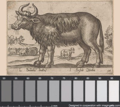 Búfalo L Bubalus Indicus/ I Bufola Dindia (título sobre objeto) Dieren en fablewezens (título de la serie) Nueva colección de los animales más curiosos del mundo (título de serie) de Antonio Tempesta