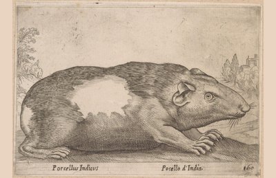 Cavia Porcellus Indicus/ Pocello d